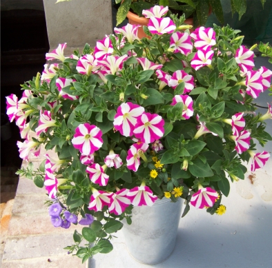 sommer 2
