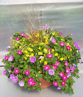 Sommerpflanze